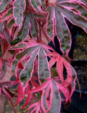 Klon palmowy (Acer palmatum) 